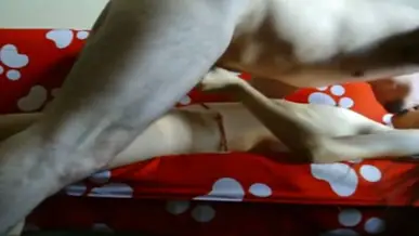 Bokep Indo Cewek Chubby Dientot Tiga Pria